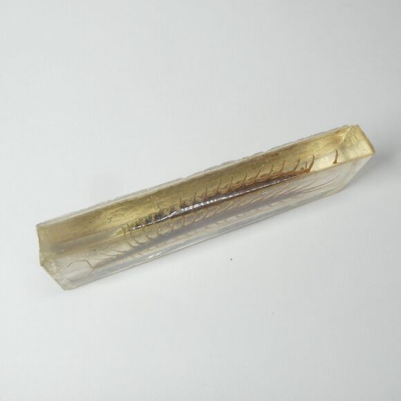 Centipede in Clear Resin Real Bug Display Insect Specimen 5.5" - Picture 5 of 9